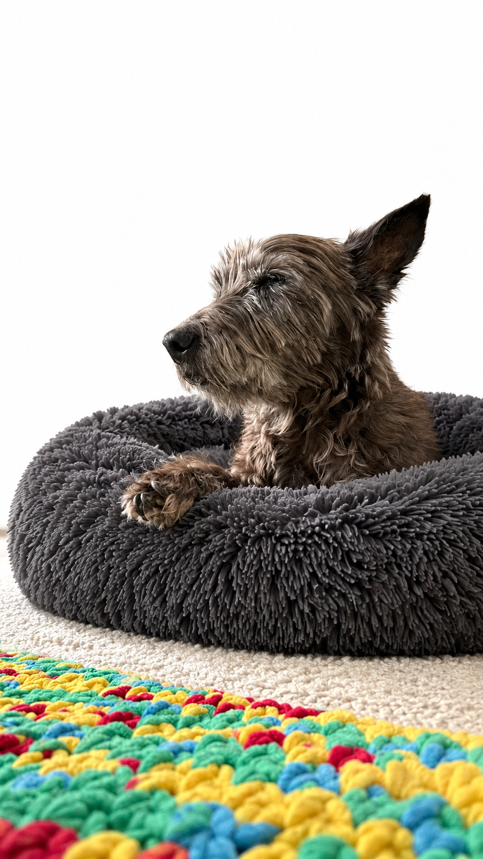 13cm of elevation. Better posture. Better digestion. Happier pet.