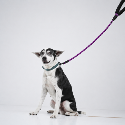 Reflective Rope Lead®