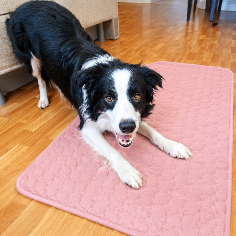 Bruno, 28kg, uses size L.