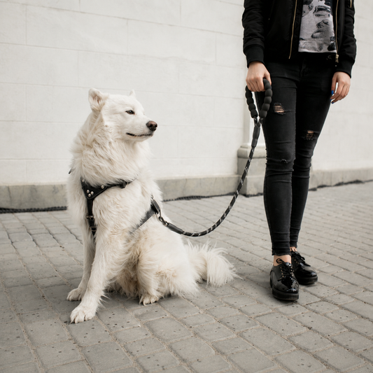 Reflective Rope Lead®