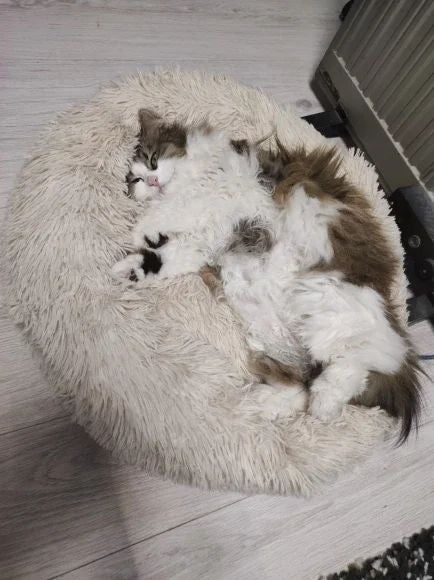 Cat resting in a cream CloudNest calming bed